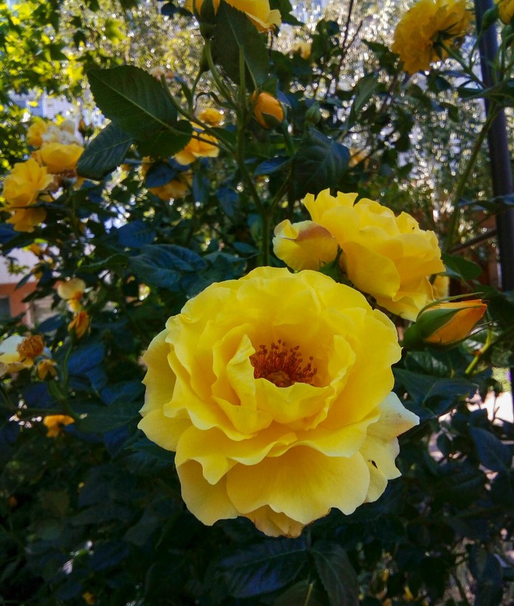 Роза