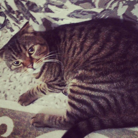 I sleep!