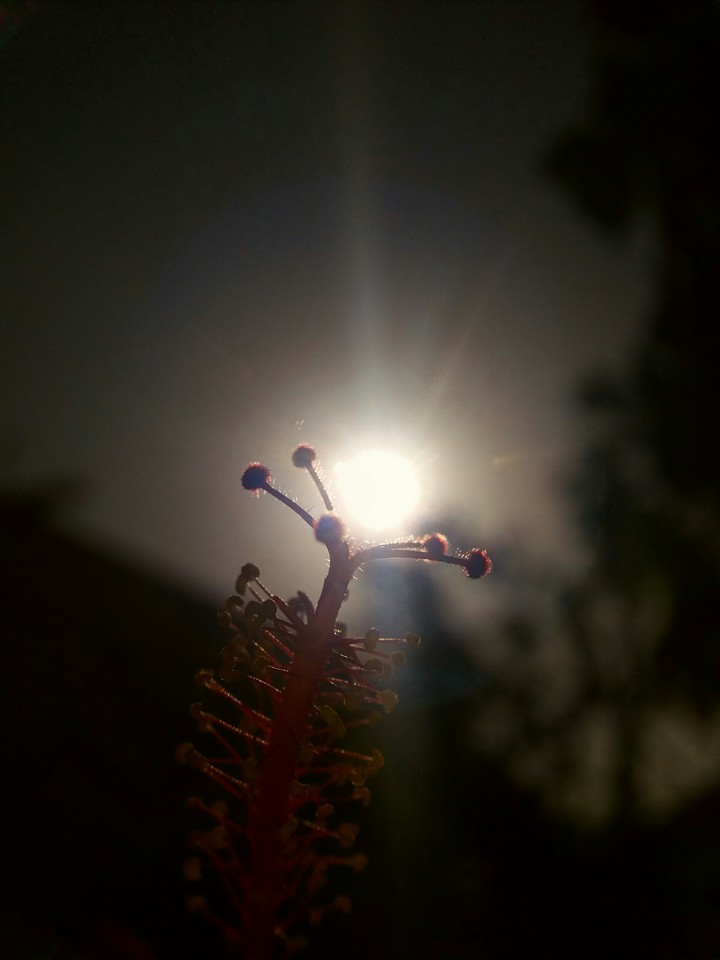 flower