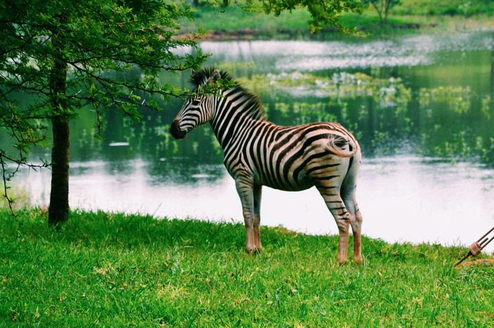 Zebra