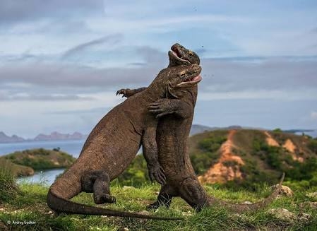 crocodile fight