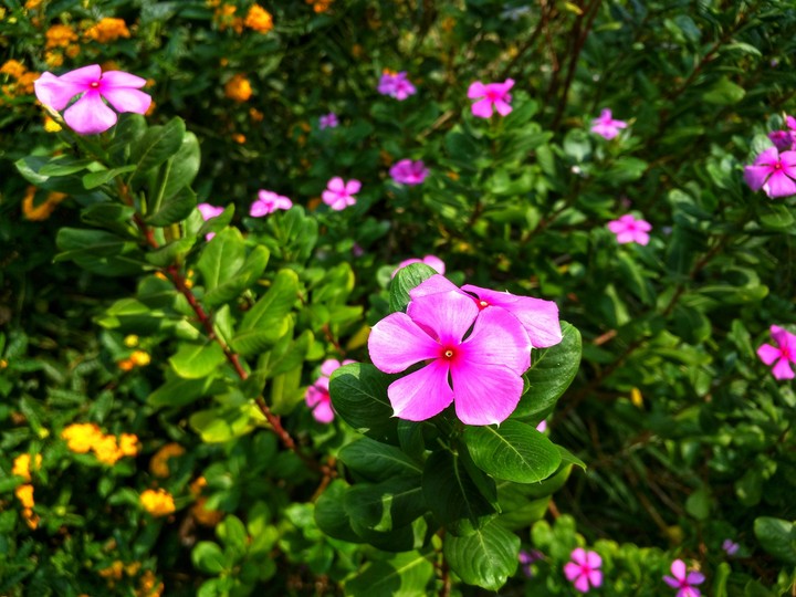 Catharanthus Roseus