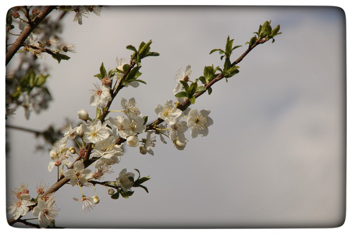 blossom