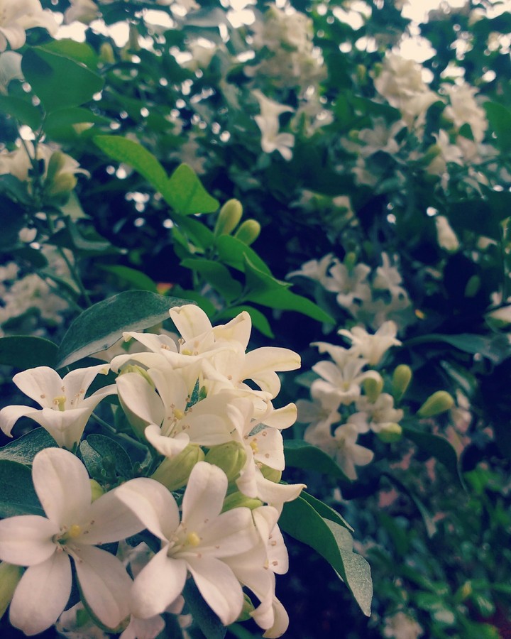 flower in rain