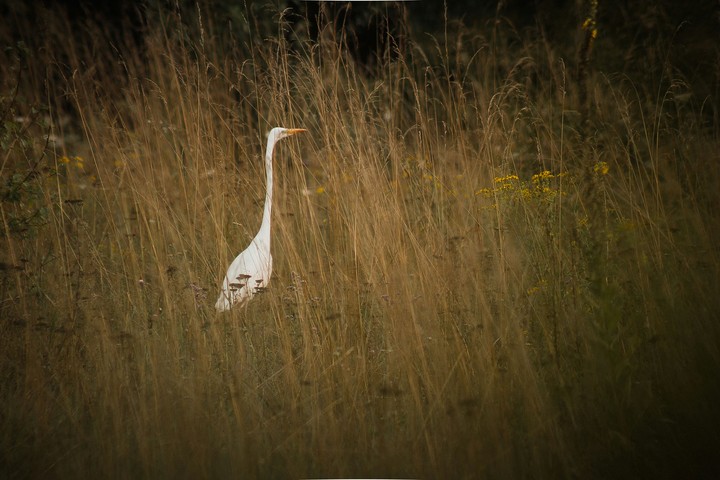Intermediate Egret, bird