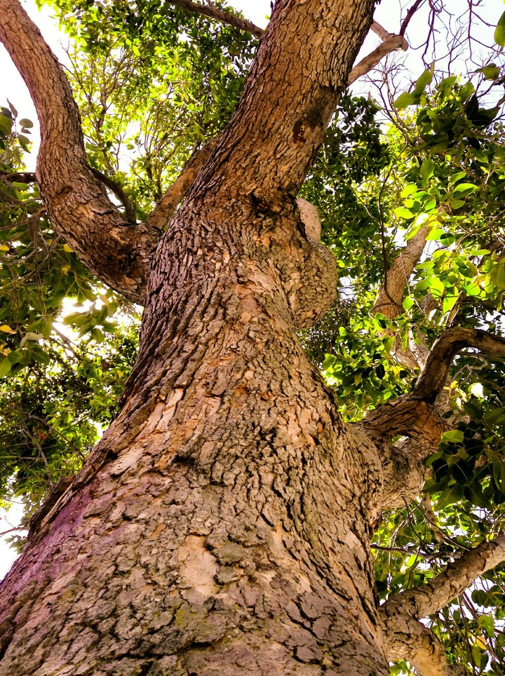 Tree Trunk