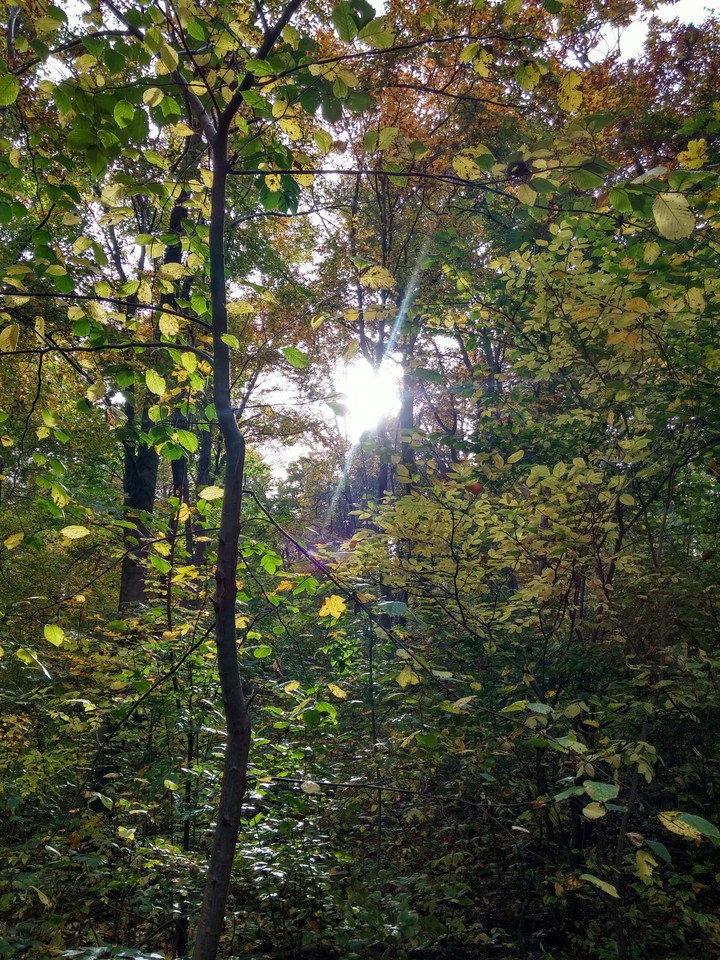 erdő