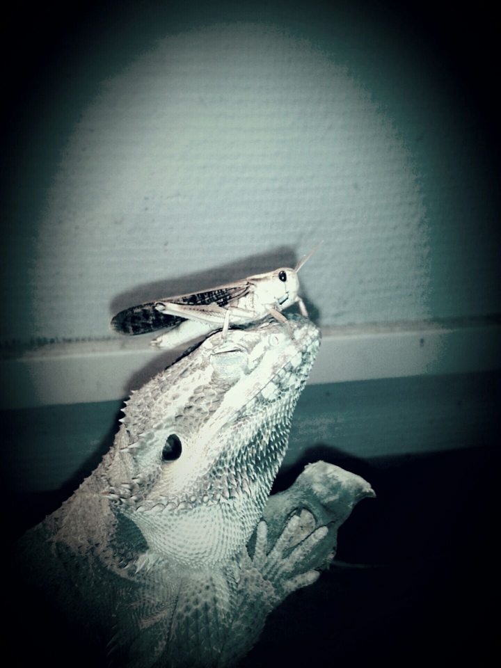 pogona