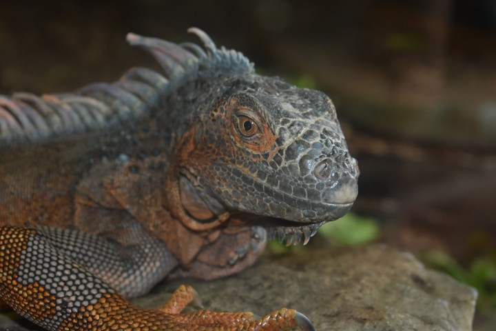 Lézard