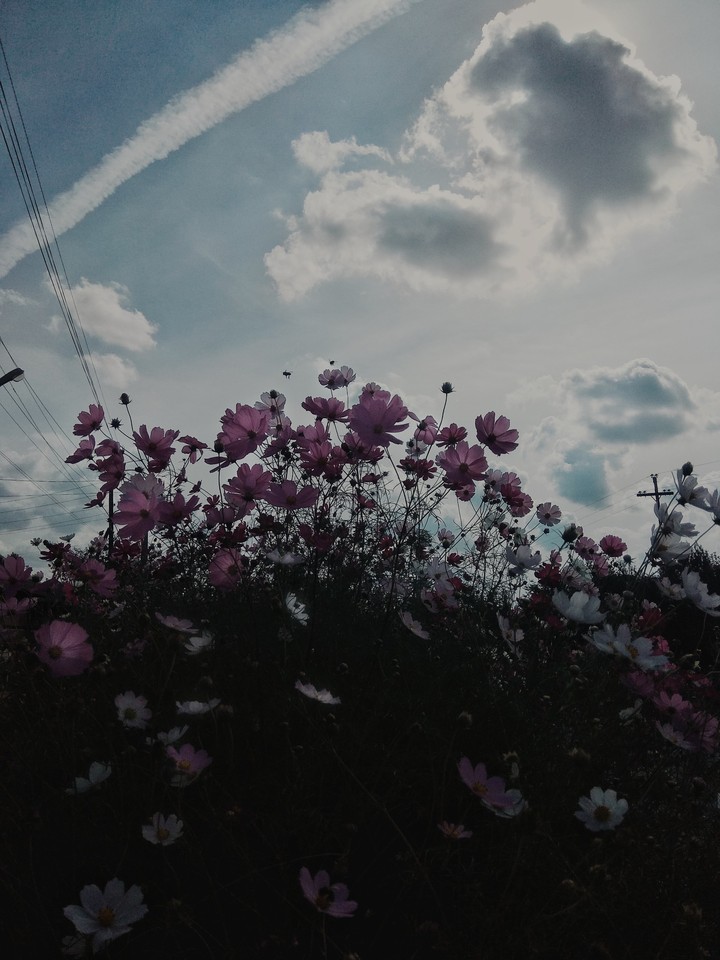 summer motion