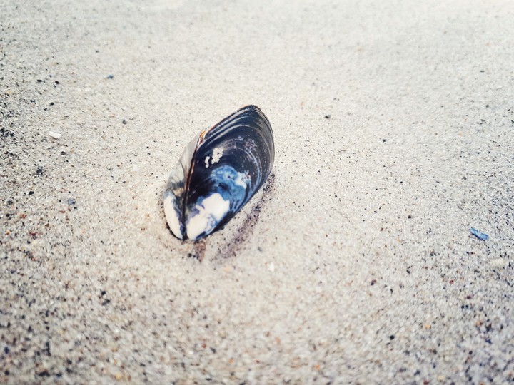 shell in the sand