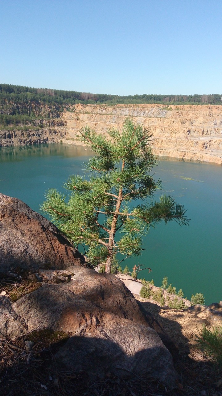 Сосна над пропастью