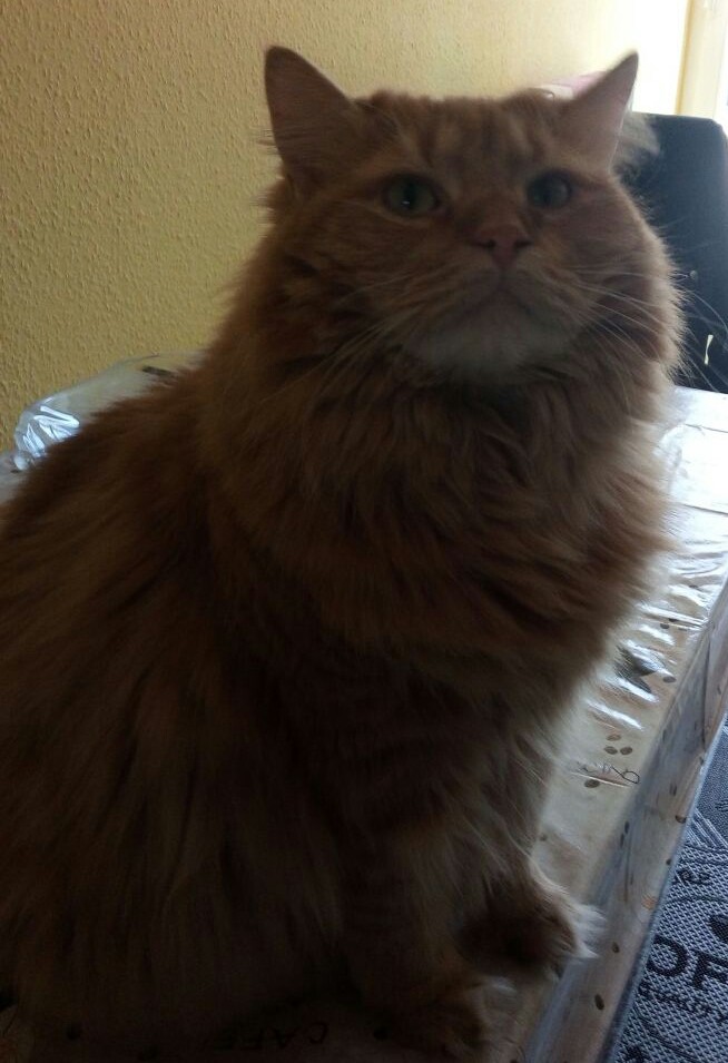 Max