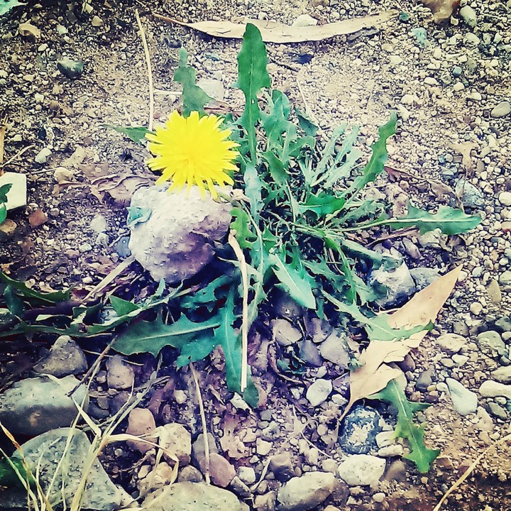 Naturaleza❤
