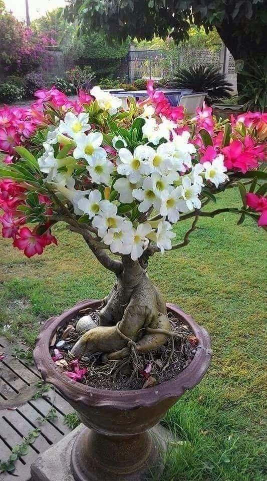 Flores ?