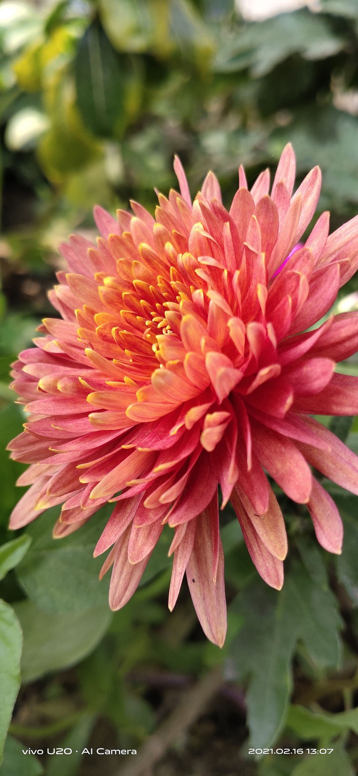 flower ?