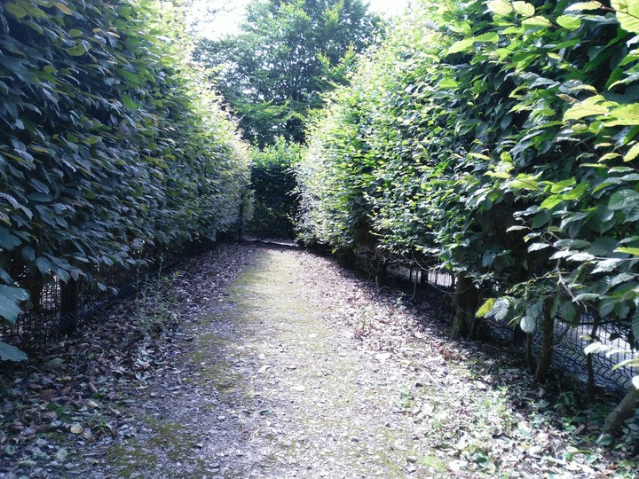 Lost In a Maze