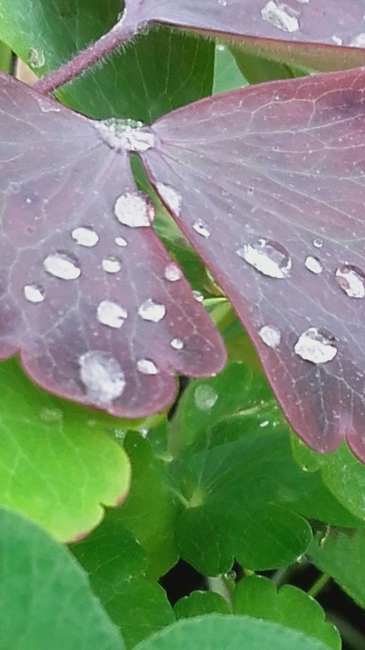 Krople rosy
