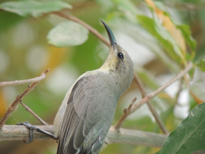 birds