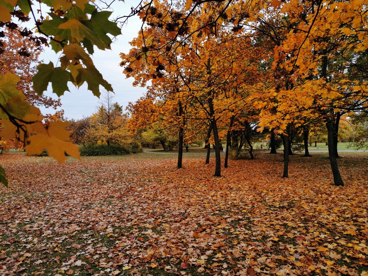#autumn #fall #goldenleaves#nature