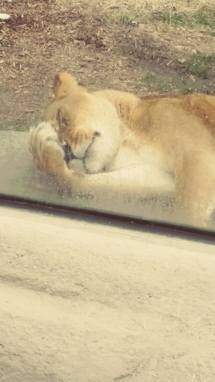 sleepy lion