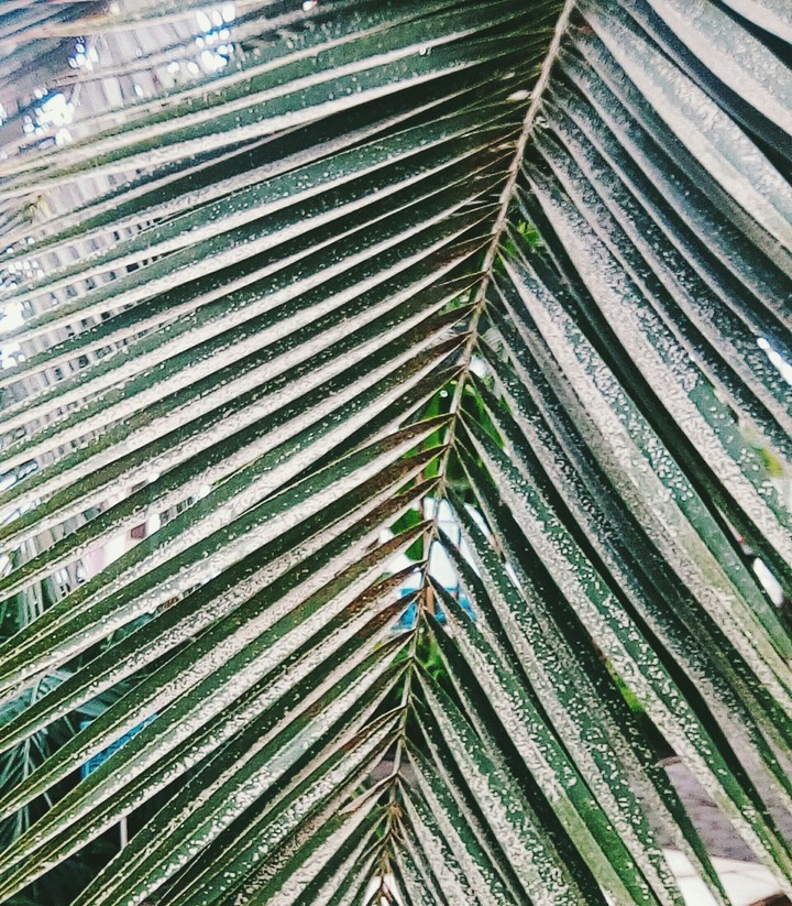 palm