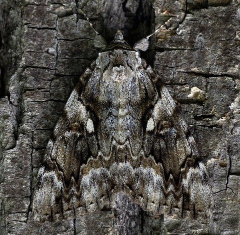 fondos de pantalla arthropod, pest