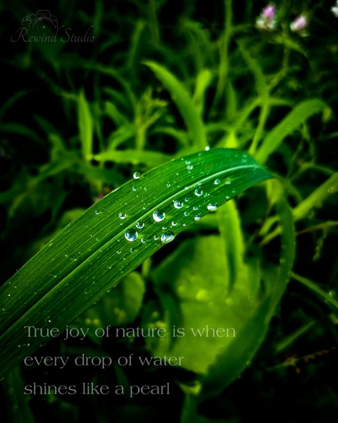 Water Drops