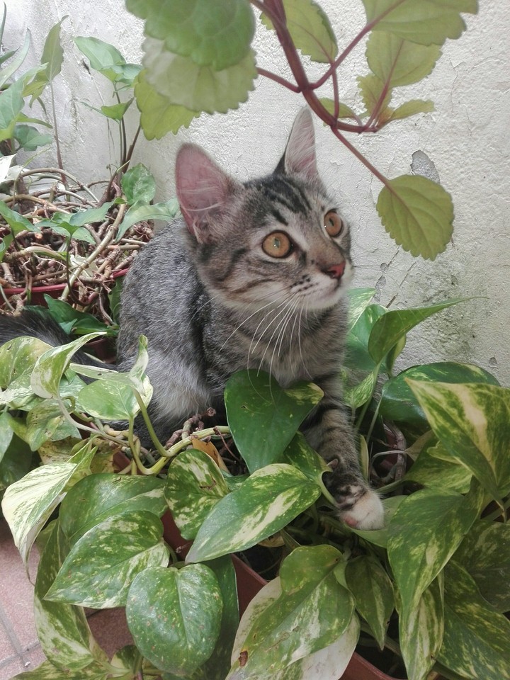 Oli