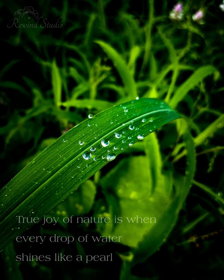 Water Drops