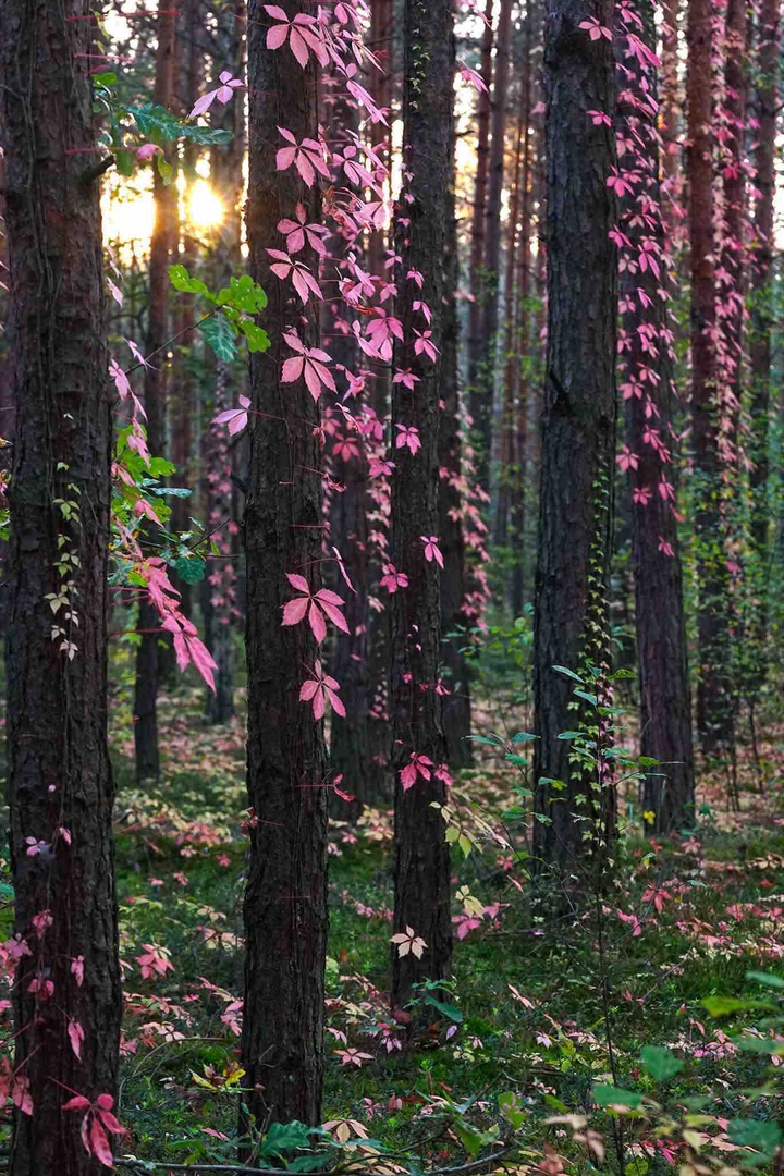 fairy-tale forest