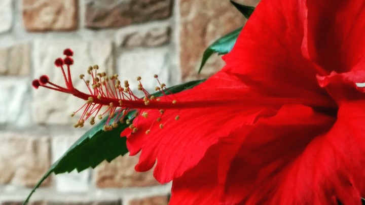 Red bloomer
