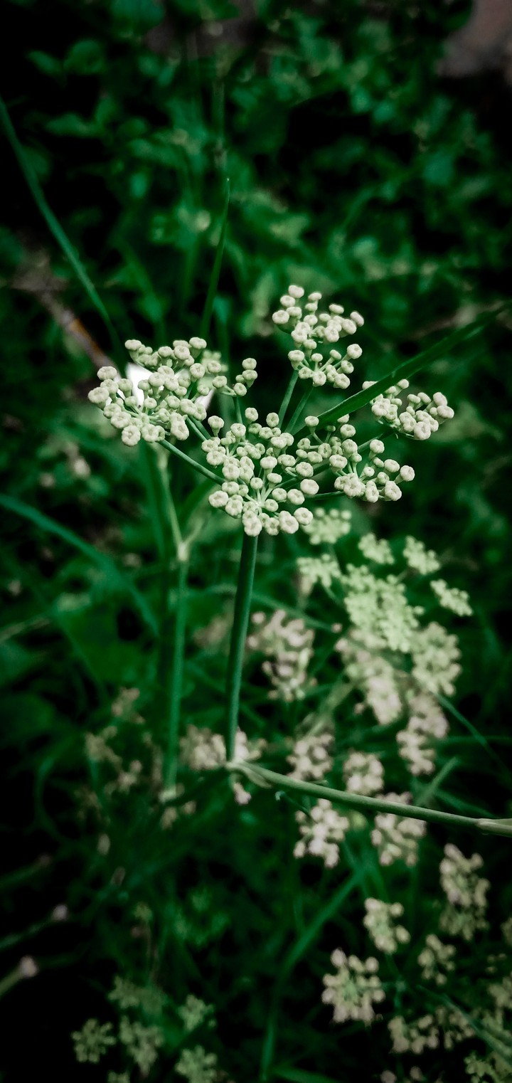flower photography