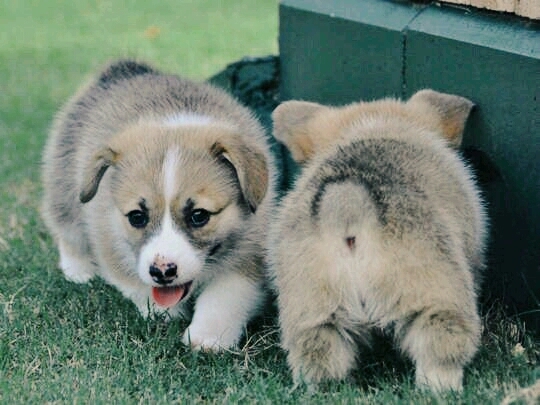 "I told you I hate pictures, so enjoy my fluffy but"