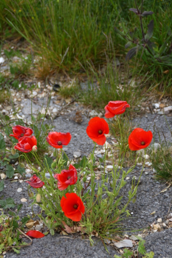 klaproos