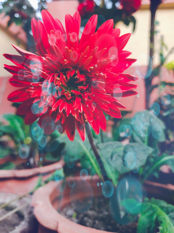 Red Garbera