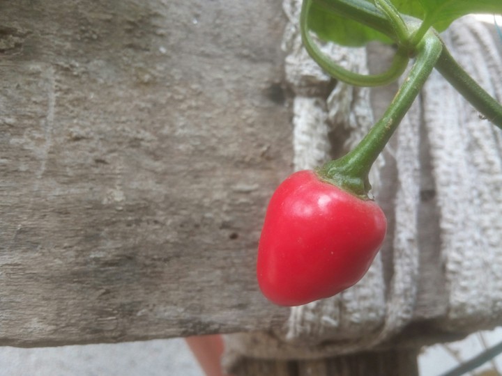 red