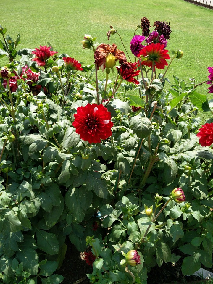 flowers