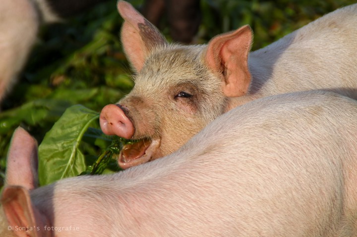 pig
