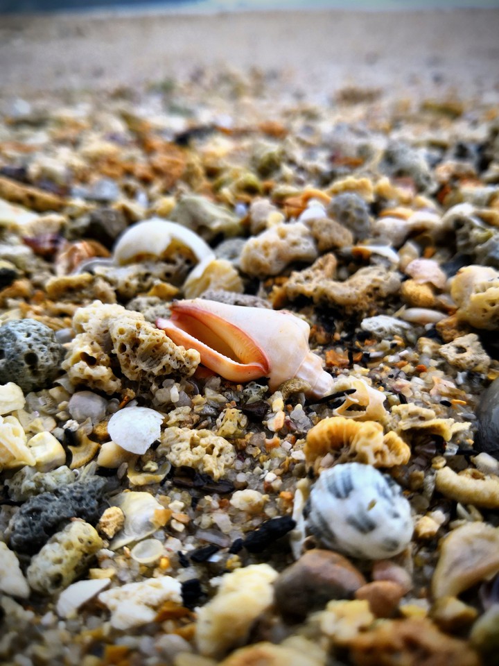 See shells