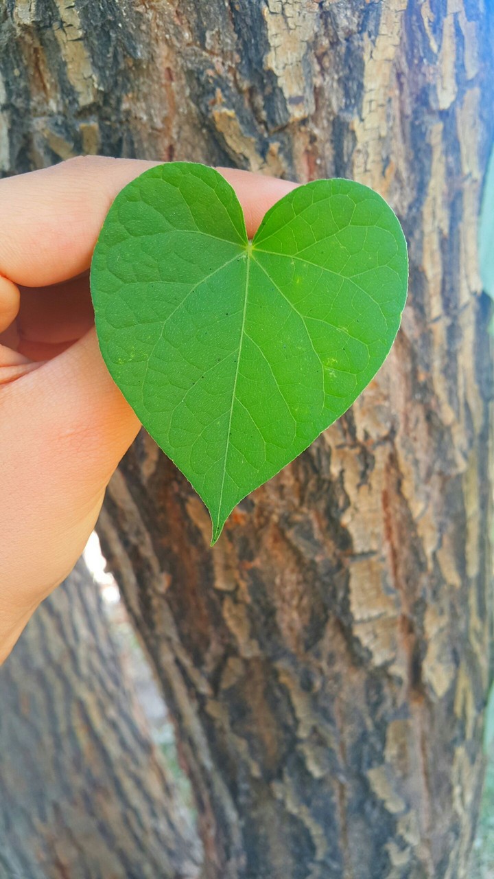 heart