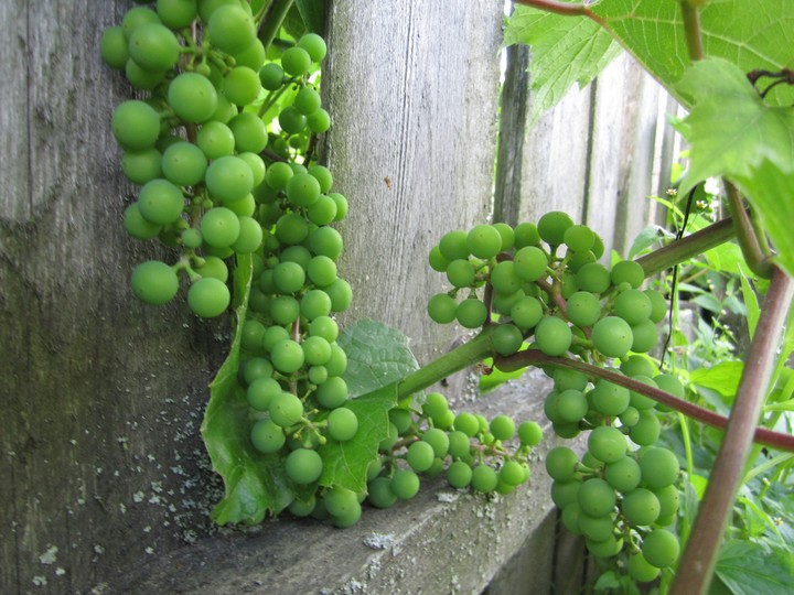 Berries