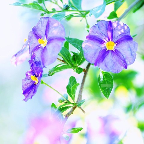 purple blossom