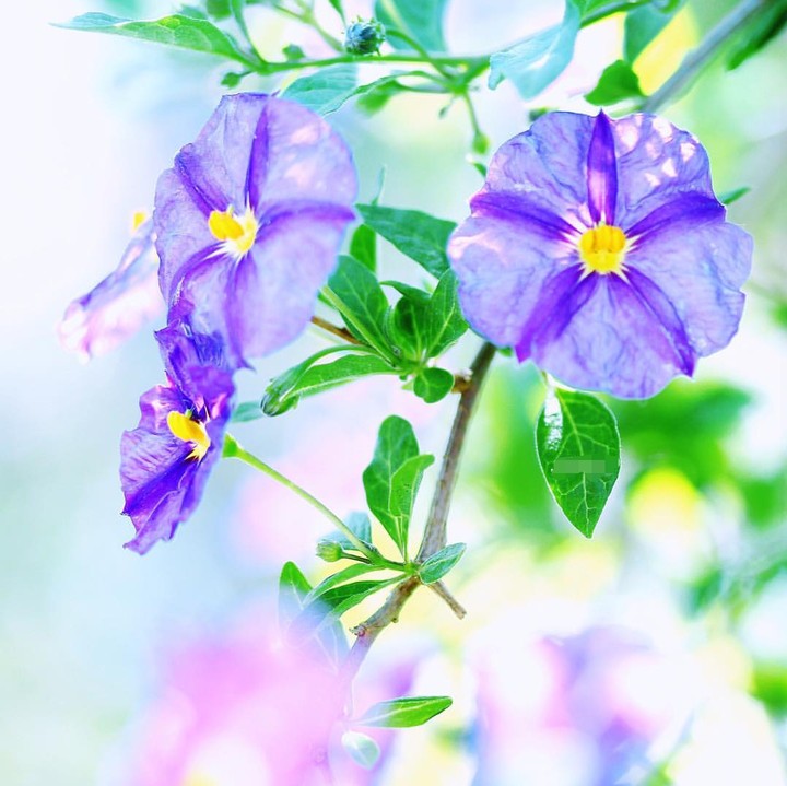 purple blossom