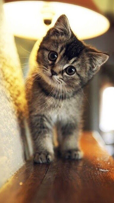 Милый котик