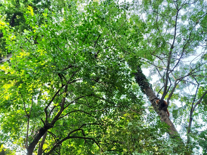 Redpanda on the tree
