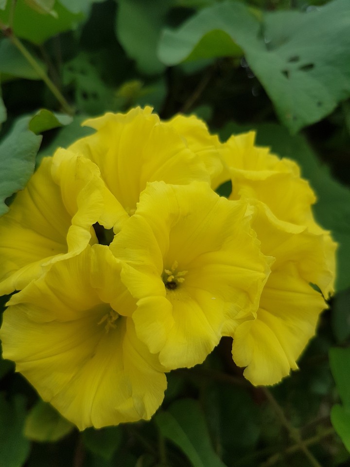 flower
