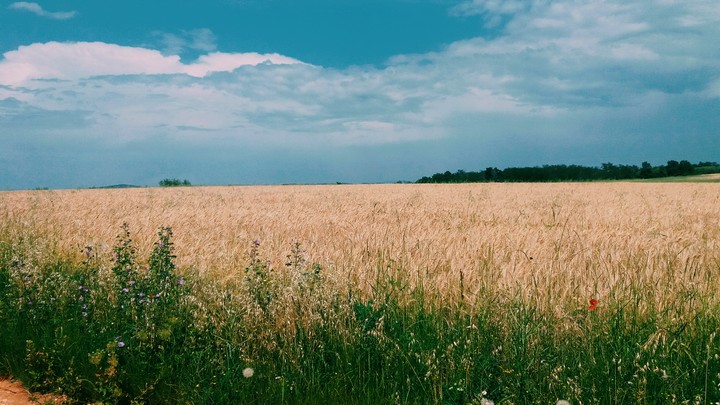 Kornfeld