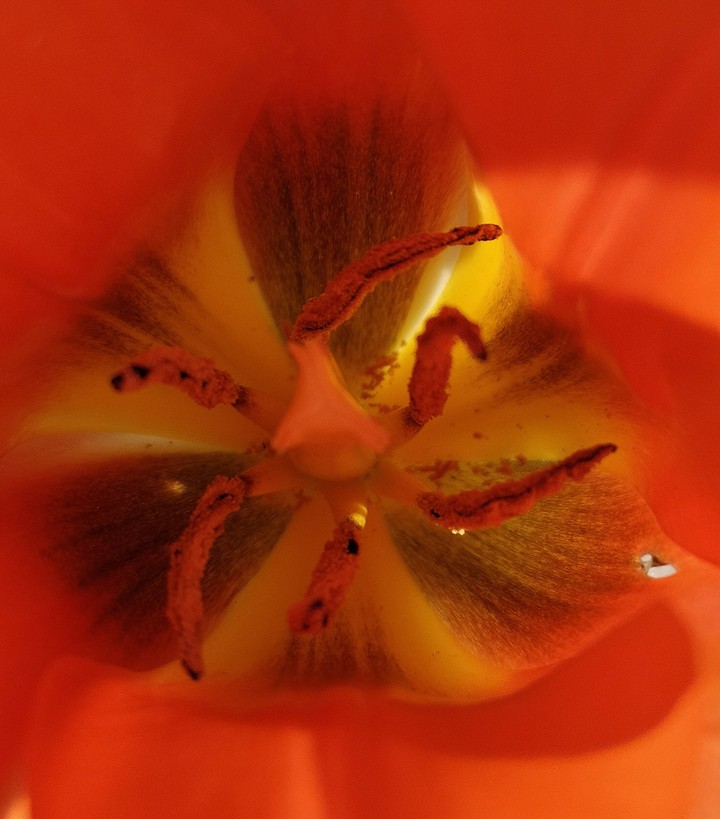 Tulpe