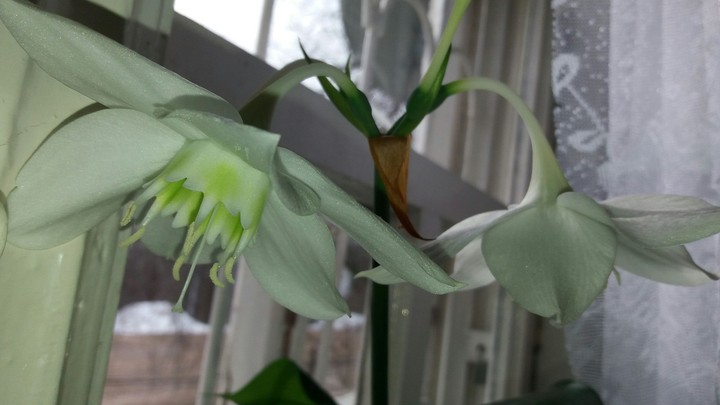 schöne Blumen